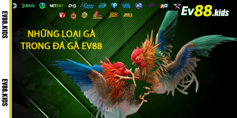 Những loại gà trong Đá gà EV88